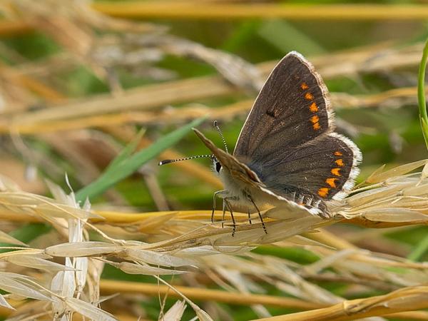 Bruin blauwtje (Aricia agestis)